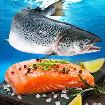 Cá hồi là loài cá giàu giá trị dinh dưỡng được yêu chuộng