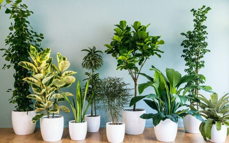 Chậu cảnh đẹp để decor trang trí nhà