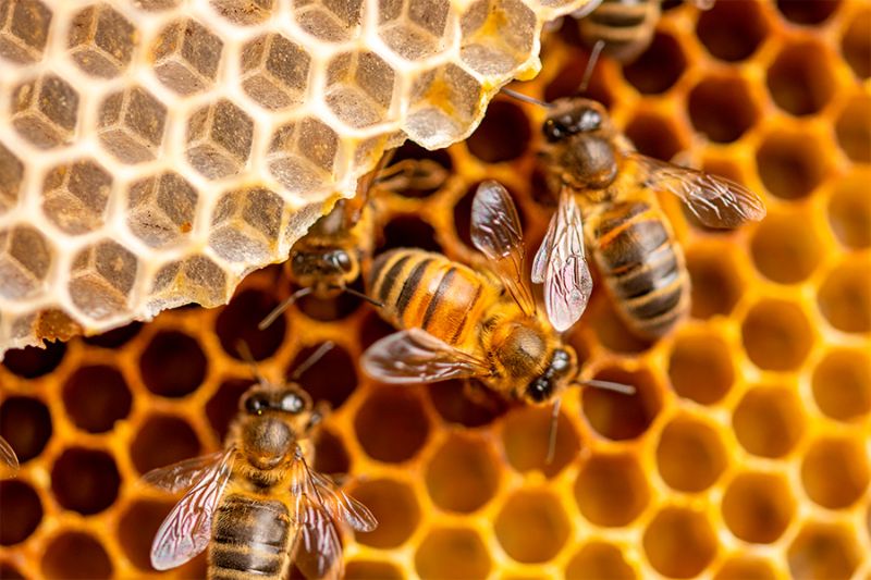 Giải mã mật của ong