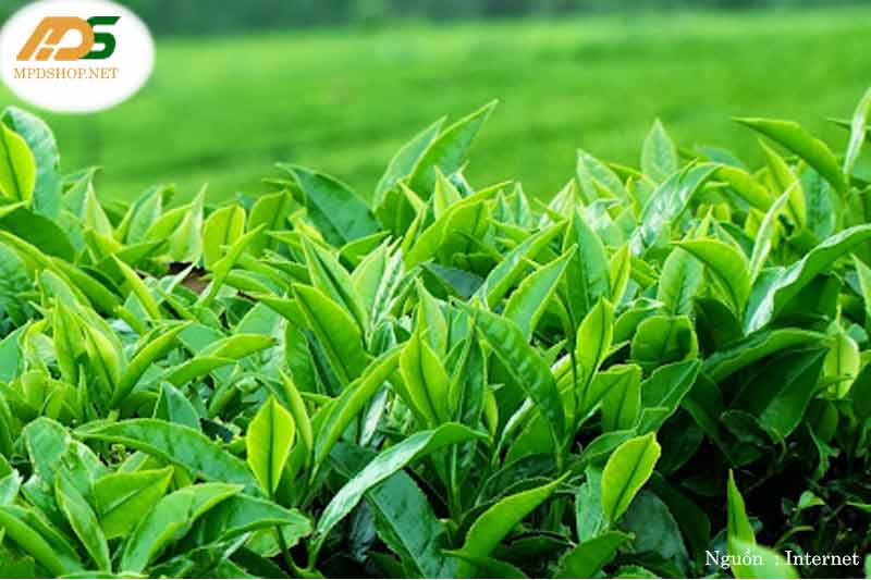 Quy trình sản xuất chè Thái Nguyên được đảm bảo an toàn vệ sinh