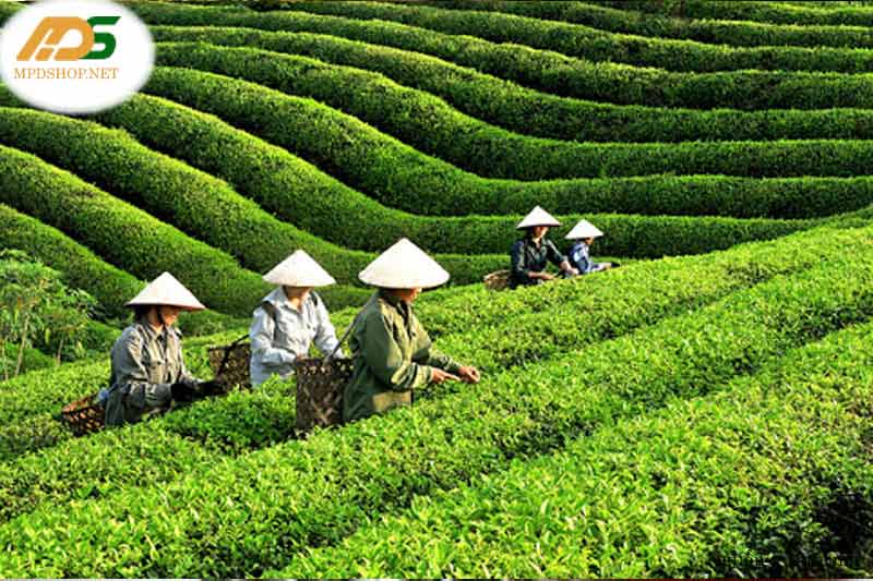 Yếu tố thiên nhiên thuận lợi làm nên hình ảnh chè Thái Nguyên
