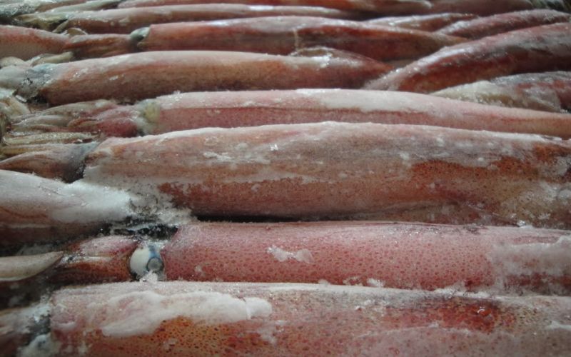 Bảo quản và rã đông mực đúng cách, đảm bảo chất lượng