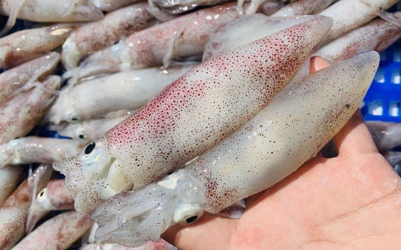 Giới thiệu về loại mực tươi cấp đông tươi ngon hấp dẫn